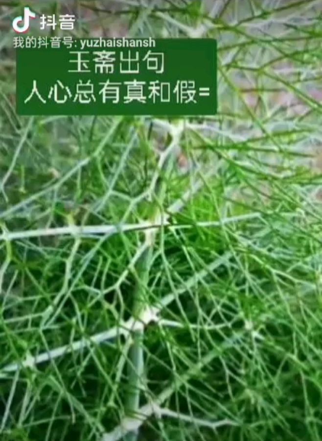 【都市头条向幸福出发编辑部】第12343期 云霞群诗联园地 201(总编 刘玉斋)