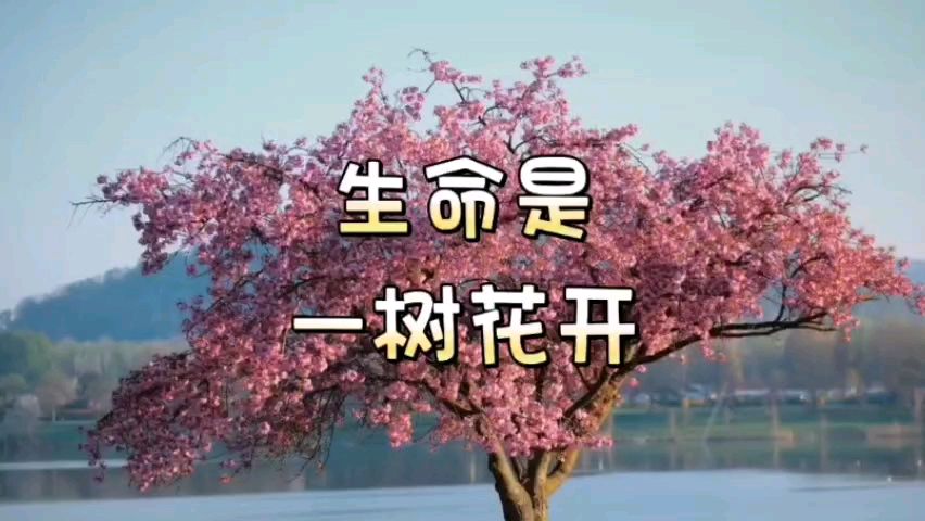 冬日艳阳诵读《倘若花开》作者/碑林路人 编辑制作/雨杉【花雨馨声】第684期（图5）