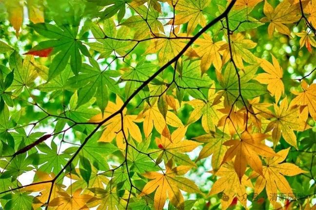 藏头诗:爱在秋天文/王俊杰(天津)（图3）