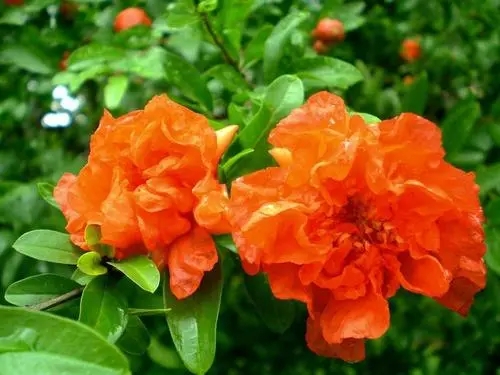 石榴花1 石榴花1
