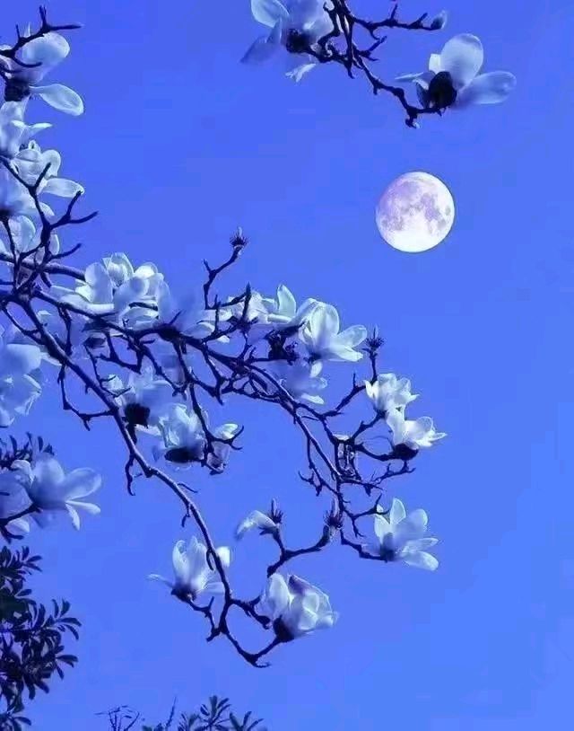 月携星(一)，如果时光可以倒流（图6）