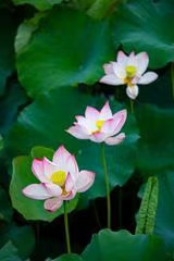 七绝·秋湖览胜（文/冯清明）……莲叶之珠文学社