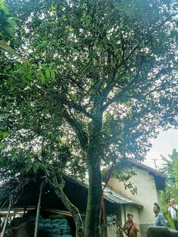 【莲子诗语】||梁雨情:茶马盐古驿道上发现的一颗印(纪实散文)——北京头条(图8)