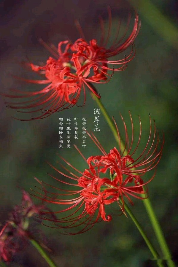 韩庚的《彼岸花开》