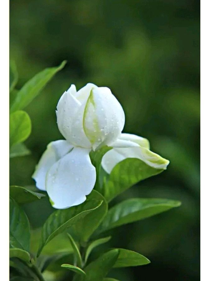 东方书剑的《山花子•游郑州植物园》
