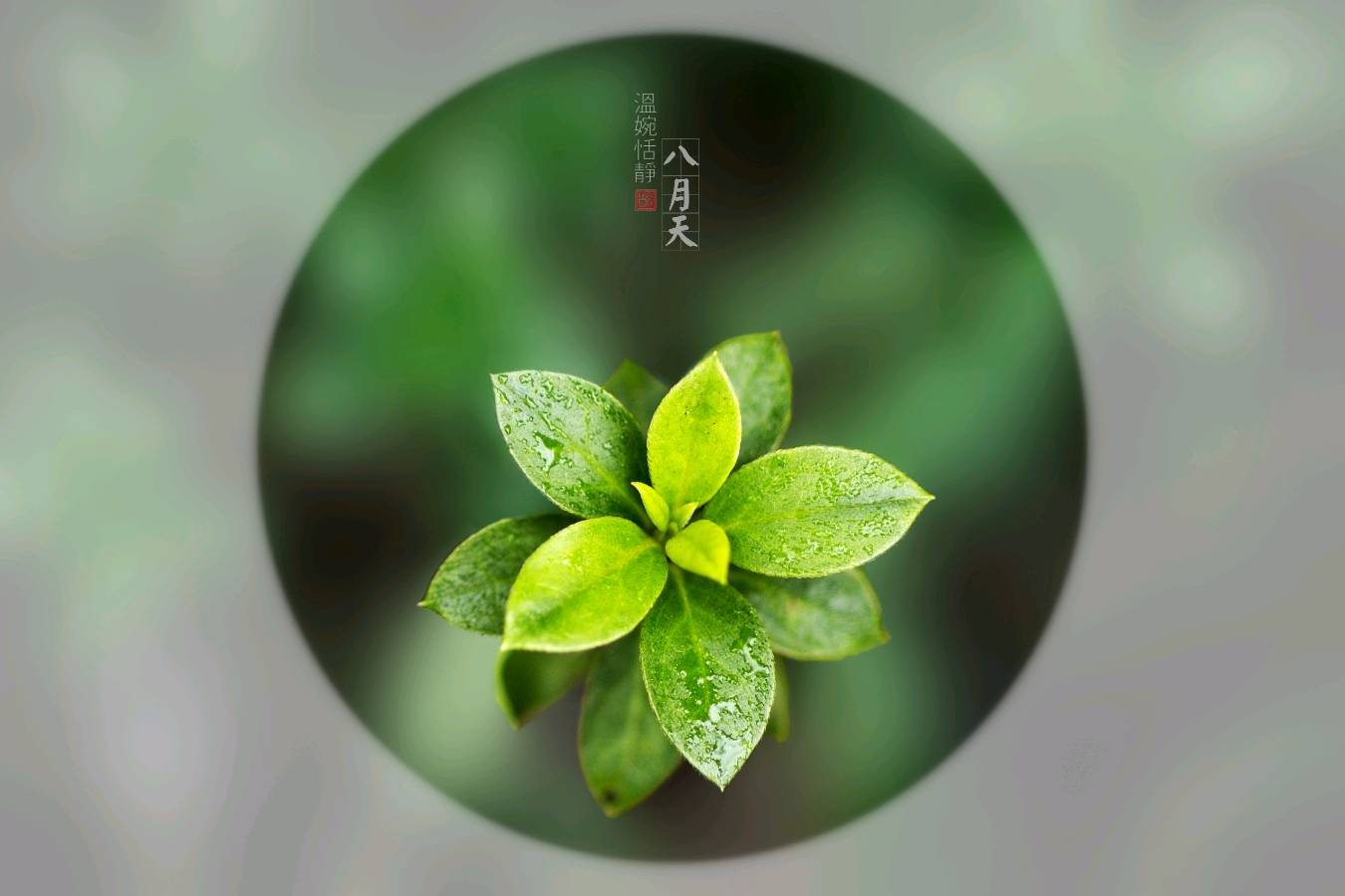 【上海文学社】于立明新诗专辑