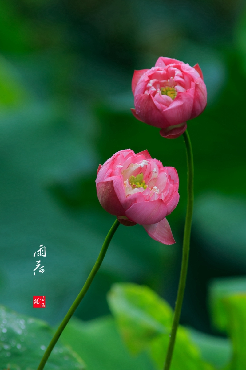 【荣耀中国】离亭宴•炎夏（张昪体）左书谔（青岛）（图3）