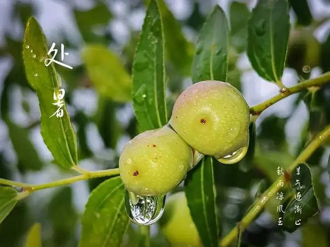 《处暑》作者/黄金鑫 诵读/瑞雪丰年 编辑/雨杉【花雨馨声】第685期（图3）