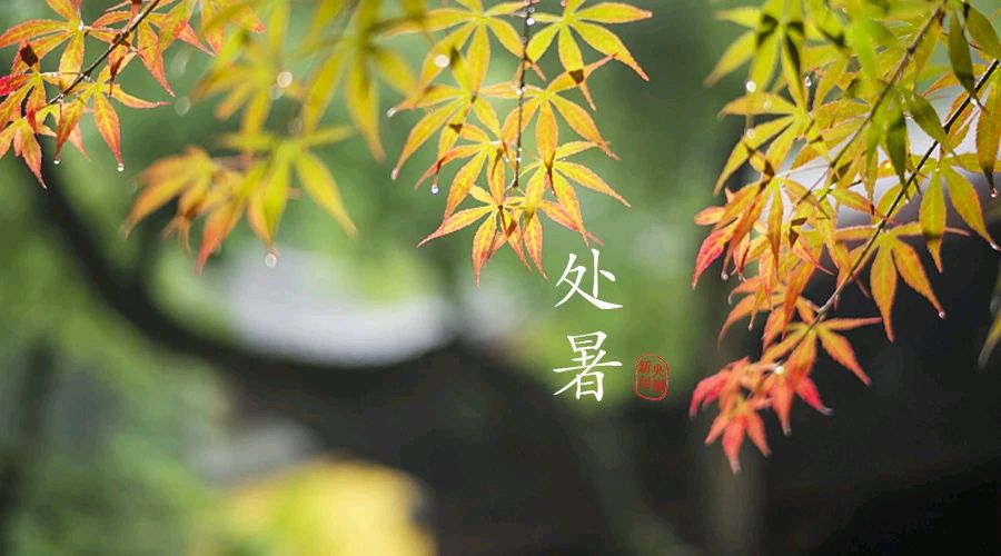 《处暑》作者/黄金鑫 诵读/瑞雪丰年 编辑/雨杉【花雨馨声】第685期（图4）