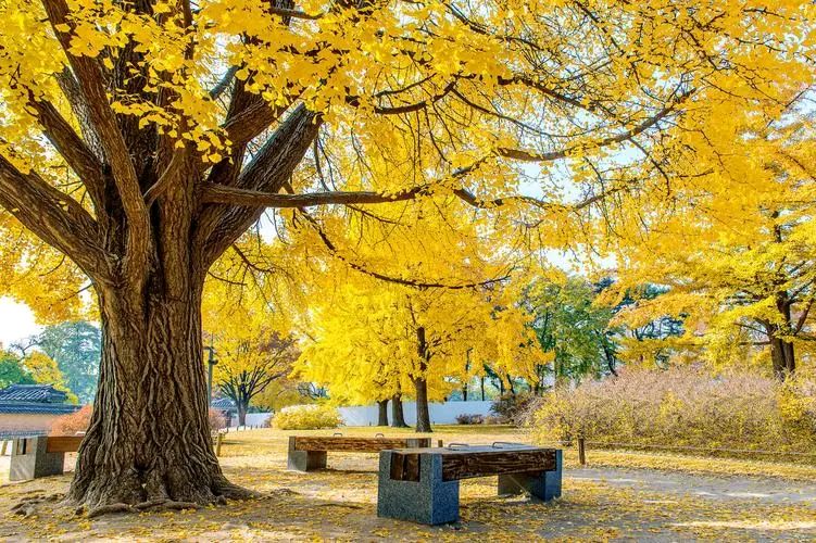 《处暑》作者/黄金鑫 诵读/瑞雪丰年 编辑/雨杉【花雨馨声】第685期（图7）
