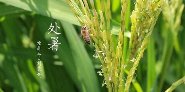 处暑曾宪云（图3）