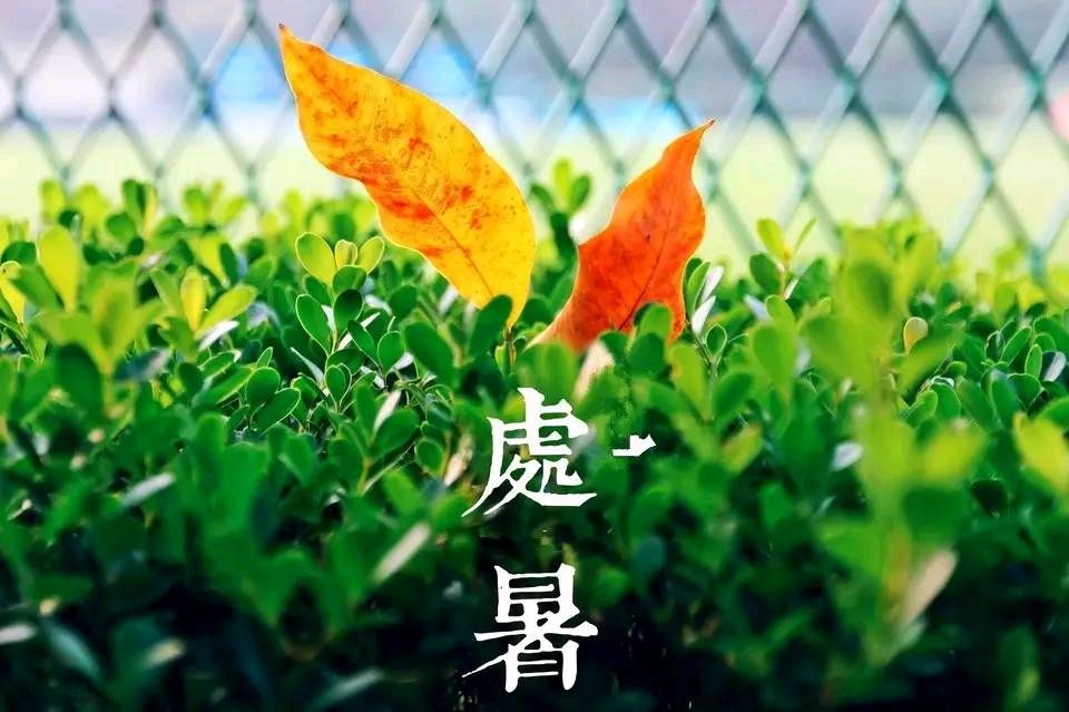 处暑曾宪云（图4）