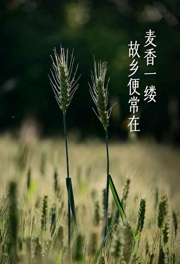 乡恋～诗||李耀文（图15）