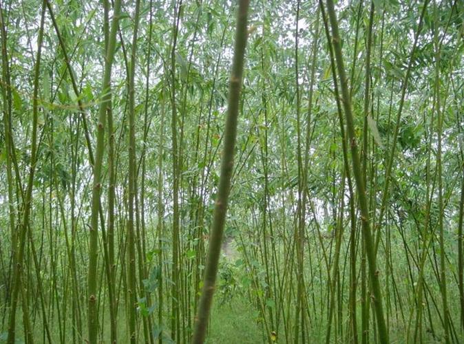 【教师节专刊】七律 投身教育（外一首）文/宁静（图2）