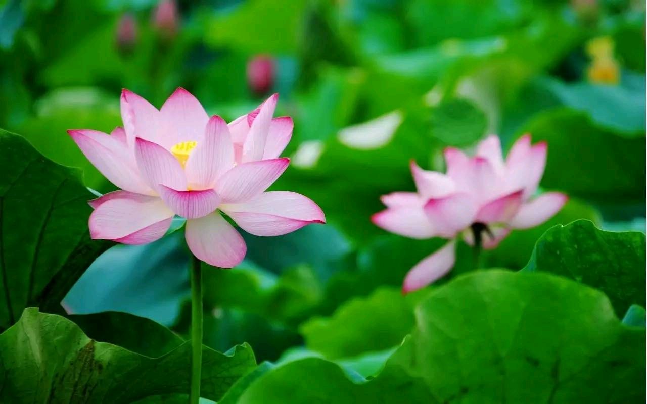 敬请欣赏韩铭忠老师组诗九首（图11）