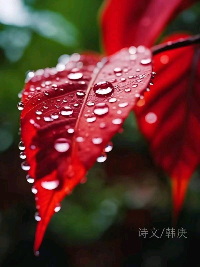 韩庚的《红叶》