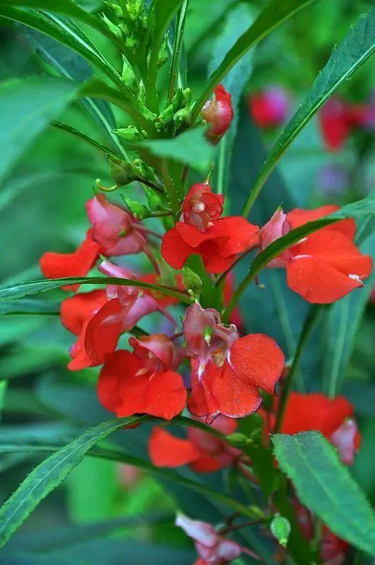 自由诗《咏凤仙花》文/杨子钦（图2）