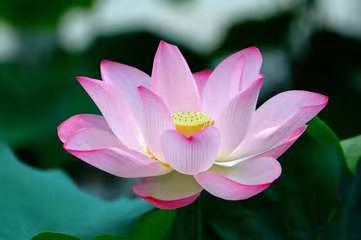 七律·秋荷题望（文/冯清明）……莲叶之珠文学社（图5）