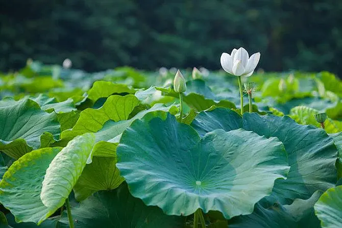 东方书剑的《【中吕•卖花声】荷塘之秋》