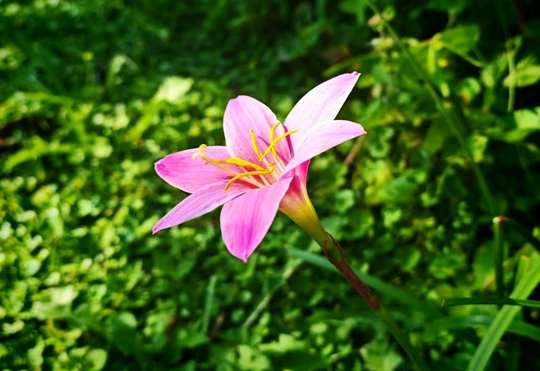 清风