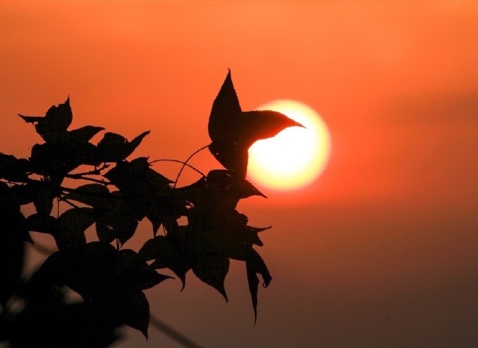 【新诗大观】夕阳红||文/张道发（图2）