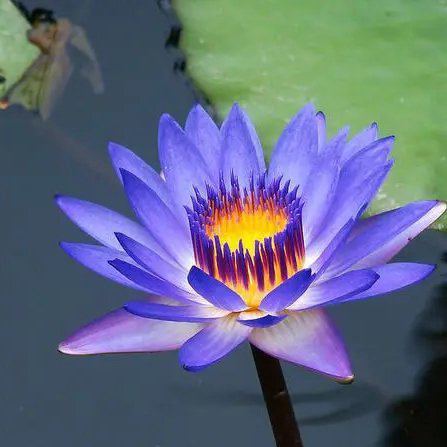 【九月茶韵文学诗社】刘林丽诗歌作品《相遇》主播 子云 编辑制作刘林丽（图3）