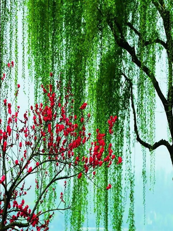 【九月茶韵文学诗社】刘林丽诗歌作品《相遇》主播 子云 编辑制作刘林丽（图4）