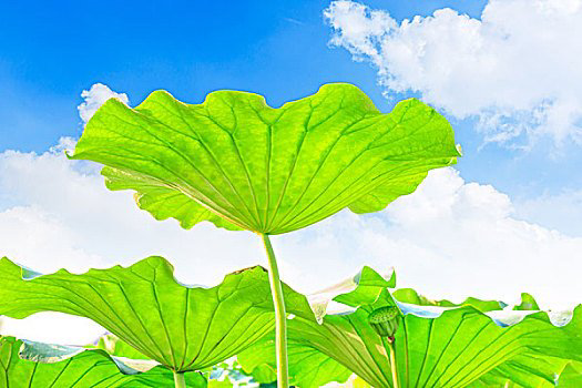 【九月茶韵文学诗社】刘林丽诗歌作品《相遇》主播 子云 编辑制作刘林丽（图8）