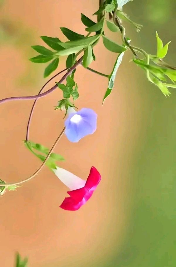 五绝-牵牛花（外一首）诗||宁国振（图9）