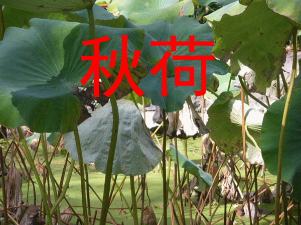 【神都诗社】龙门诗苑第020期《秋荷》(图3)