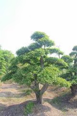 七绝·村访（文/冯清明）……莲叶之珠文学社