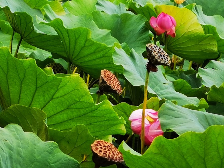 【神都诗社】龙门诗苑第020期《秋荷》(图6)
