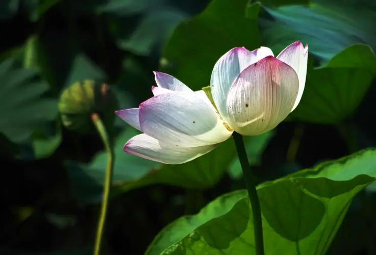 【神都诗社】龙门诗苑第020期《秋荷》(图12)