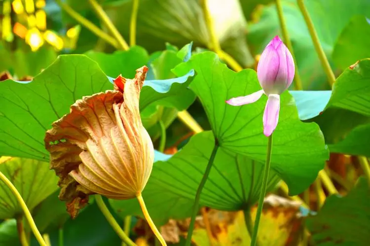 【神都诗社】龙门诗苑第020期《秋荷》(图15)
