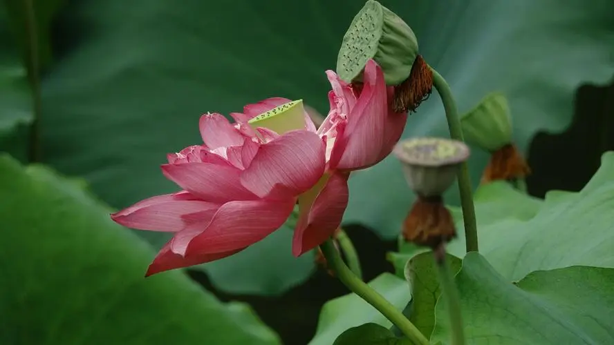【神都诗社】龙门诗苑第020期《秋荷》(图19)