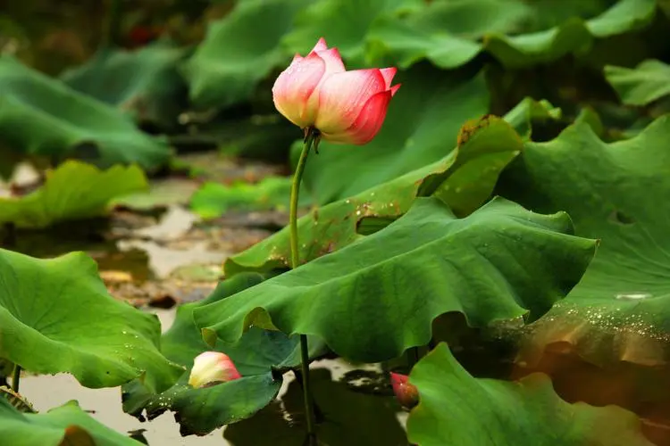 【神都诗社】龙门诗苑第020期《秋荷》(图23)