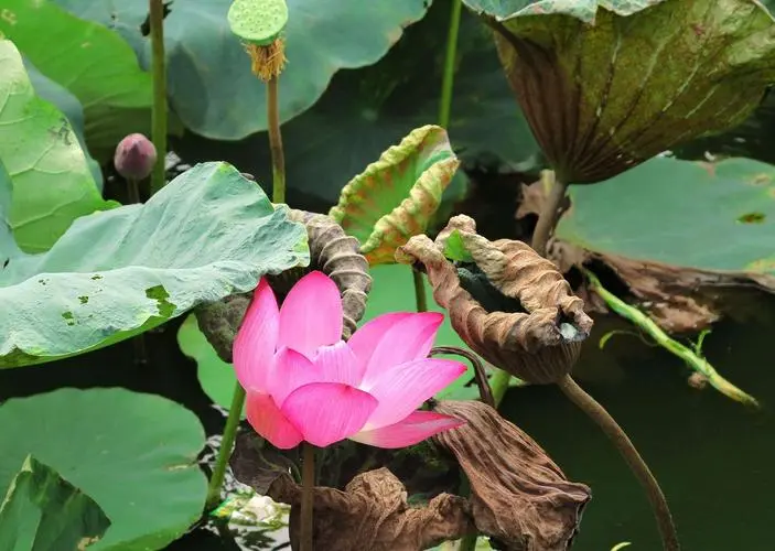 【神都诗社】龙门诗苑第020期《秋荷》(图24)