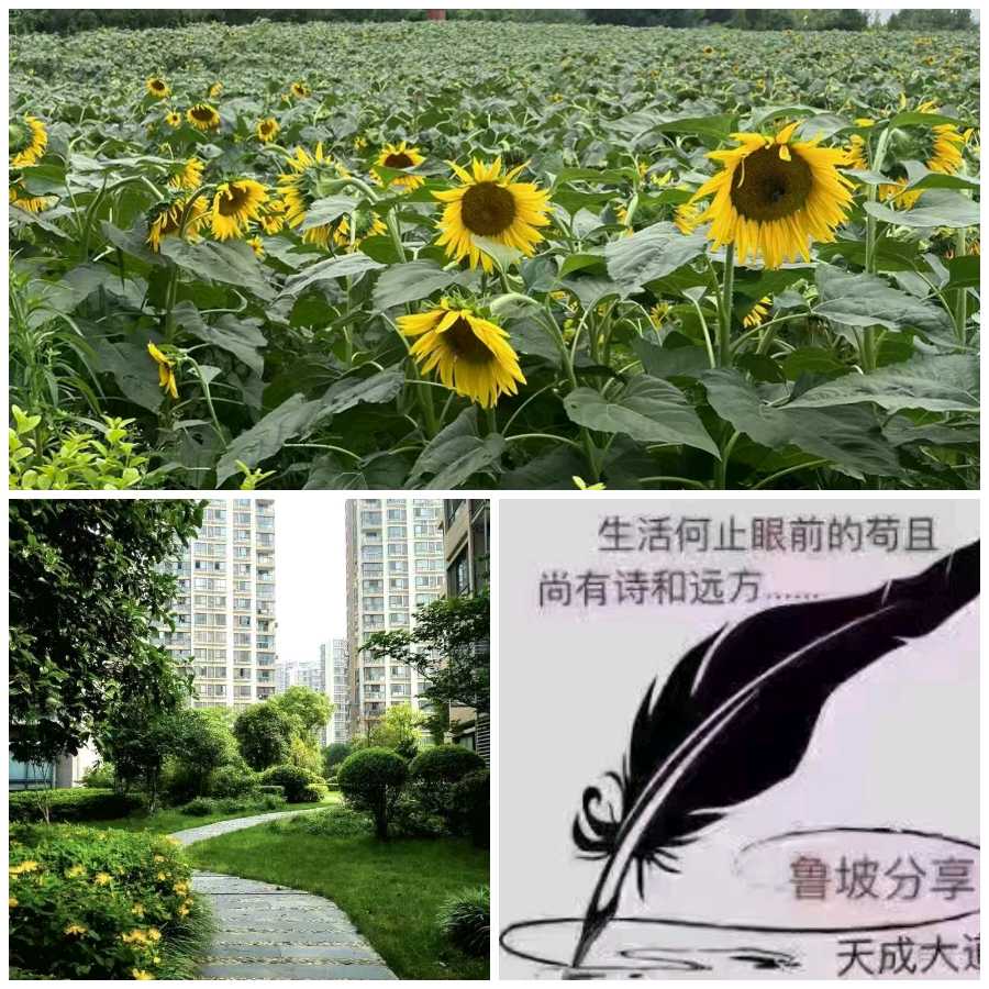 【经典推荐】鲁坡//幸福毋须问往由[踏平坎坷驰正道]秋韵系列作品展（图7）