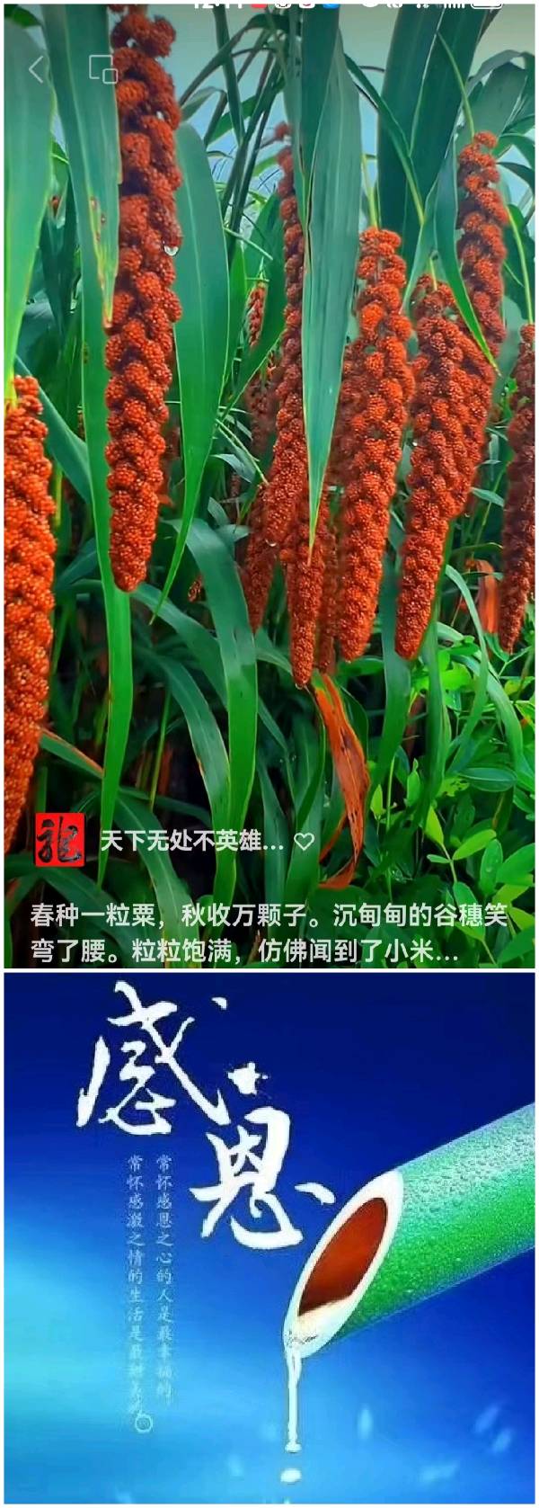 【经典推荐】鲁坡//幸福毋须问往由[踏平坎坷驰正道]秋韵系列作品展（图13）