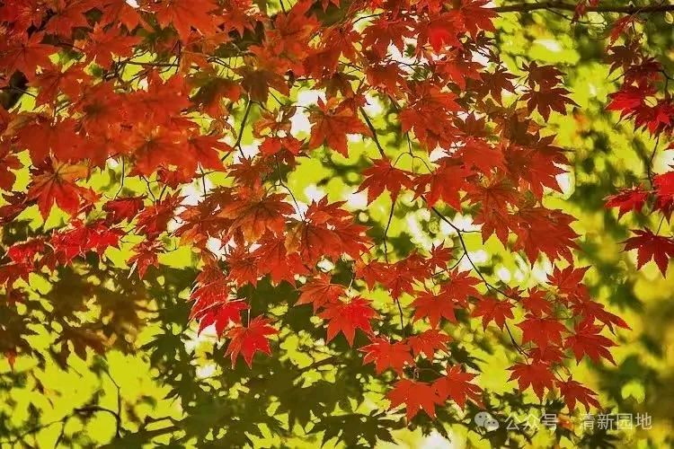 刘晁林鹧鸪天•秋思（图3）