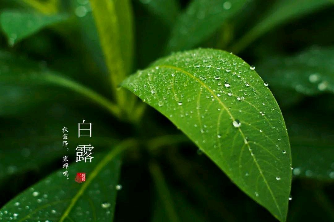 白露二题金夜（兰州）（图3）