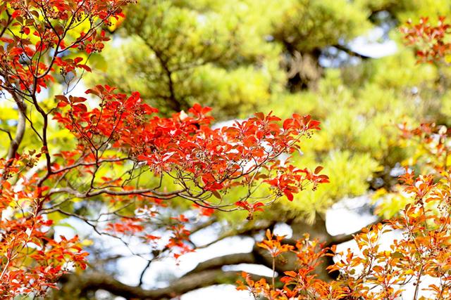 【新山东文学社】《收获的季节 最需要坦荡（外一首）》作者/褚向平 主播/墨兰（图6）