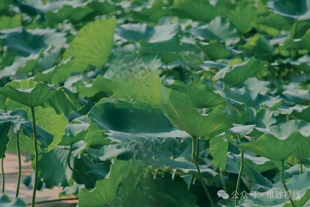 五律. 邈思众伞（中华新韵）/作者：毕寿延（图2）