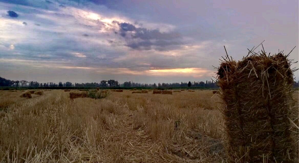 麦 客（图7）