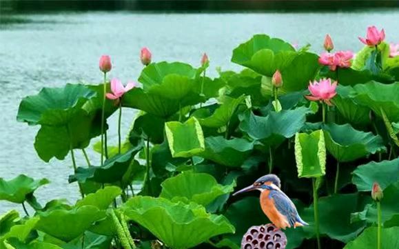 心尘文艺 第1392期
