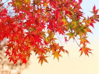 七绝·晚步3（文/冯清明）……莲叶之珠文学社