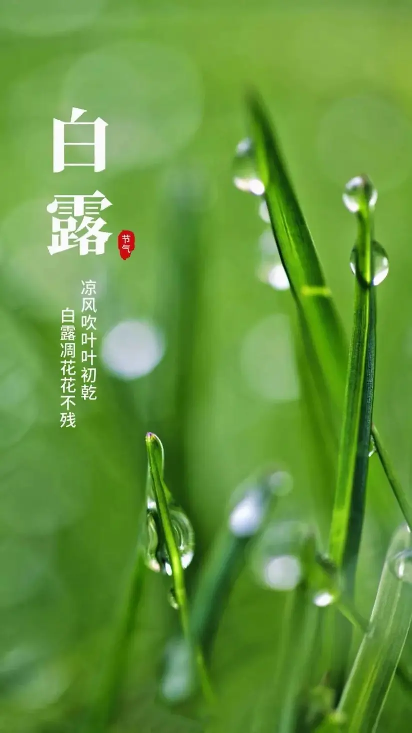七律·甲辰白露吟（文/邹晓华）……莲叶之珠文学社（图4）