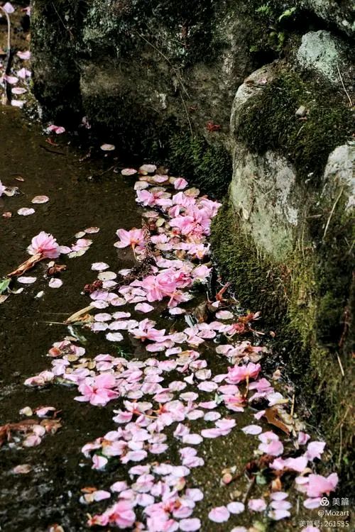 《河岸》作者:芦国柱【主播:丹桂】【桃源国际诗歌文化传媒】用声音传递温暖以诵读致敬人生♬（图7）