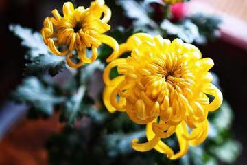 七律·甲辰白露（文/冯清明）……莲叶之珠文学社（图6）