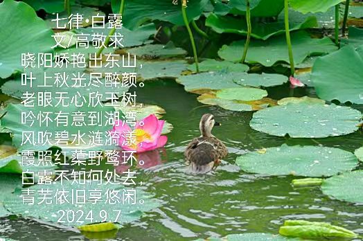 《七律 · 白露》文/高敬求（安庆）（图2）